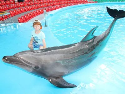 Фото с дельфинами на помосте