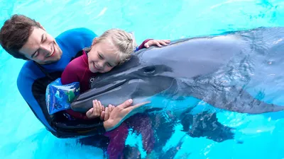 Как ДЕЛЬФИНЫ нас понимают и как МЫ понимаем дельфинов. | КиссКиссTravel |  Дзен