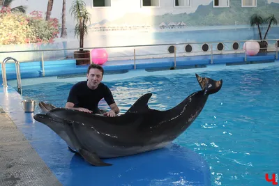 Фотосессия с дельфинами - Большой Сочинский Дельфинарий