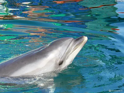 плавание с дельфинами в Крыму, Отдых в Крыму, дельфинарий, терапия с  дельфинами в Крыму Евпатория - База Рыбачий стан «Атлеш» Дельфинарий в Крыму