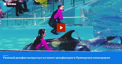 Лучшие дельфинарии Краснодарского края - обзор от сайта куданаморе.ру