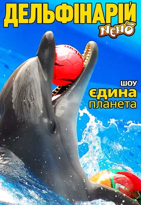 Как дельфины лечат детей