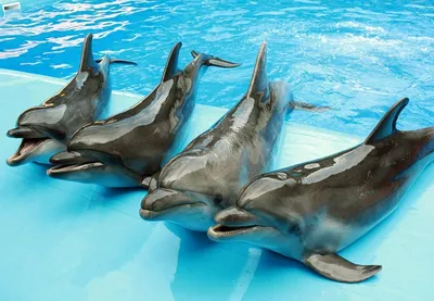 Анапский дельфинарий на Пионерском проспекте. Честный отзыв | За Жизнь |  Дзен