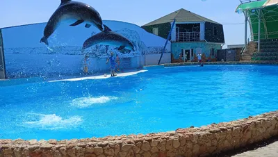 Анапский дельфинарий на Пионерском проспекте. Честный отзыв | За Жизнь |  Дзен