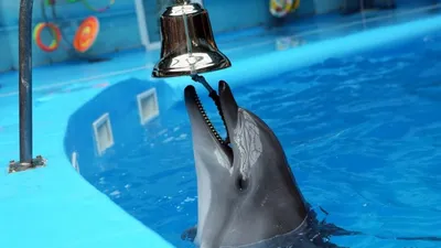 Дельфинарий в Лоо