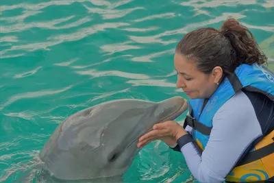 Романтическое VIP купание с дельфинами в Одесском дельфинарии NEMO! -  YouTube