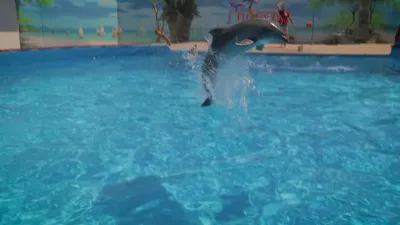Коктебельский дельфинарий, Коктебель, Крым - «Постарайтесь в своей жизни  увидеть дельфинов 🐬, а уж так близко - это высшее удовольствие, поверьте.  Дельфины умнее, добрей ✨ и лучше многих из нас, мы в этом убедились. » |  отзывы