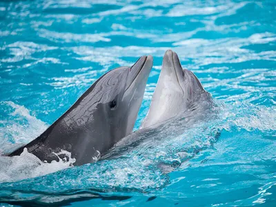Морские лекари | Алматинский дельфинарий