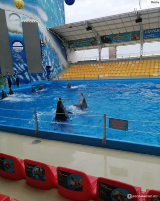 3 места в Крыму, где можно поплавать с дельфинами - Рамблер/путешествия