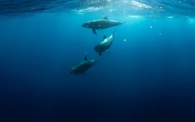 3 места в Крыму, где можно поплавать с дельфинами - Рамблер/путешествия