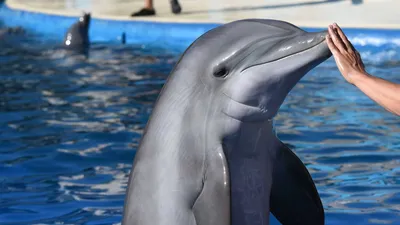 Плавание с дельфинами. Анапский дельфинарий на Большом Утрише