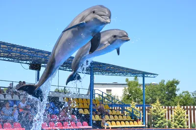 [78+] Фото с дельфинами на помосте фото