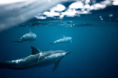 Дельфины в воде · Бесплатные стоковые фото