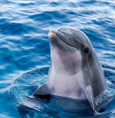 Фотообои Дельфины в воде артикул Anm-233 купить в Оренбург|;|9 |  интернет-магазин ArtFresco