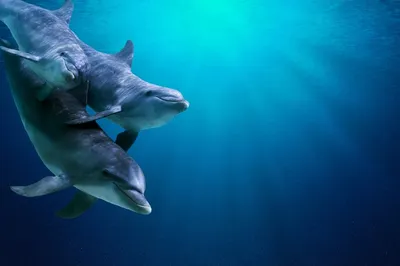 Дельфины в лунной дорожке на воде…» — создано в Шедевруме