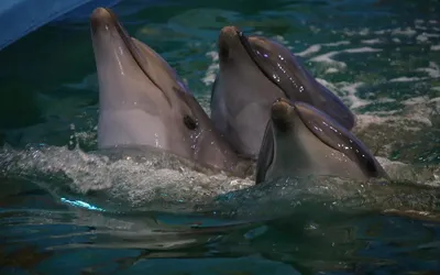 Фотографии Дельфины Подводный мир две Вода Животные 3840x2160