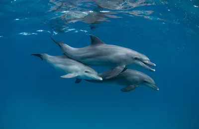 Яркий день с синим небом. Открытое море дельфин выпрыгивает из воды  поднимая брызги Stock Photo | Adobe Stock