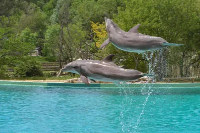 Дельфины, плавающие в бирюзовой воде Адриатического моря недалеко от  острова Лошинь, Хорватия. антенна, Стоковые видеоматериалы Включая: дельфины  и млекопитающее - Envato Elements