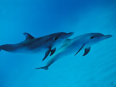 Два дельфина плещутся в воде | Премиум Фото