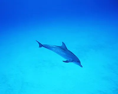 Дельфин В Воде Фотография, картинки, изображения и сток-фотография без  роялти. Image 22003120