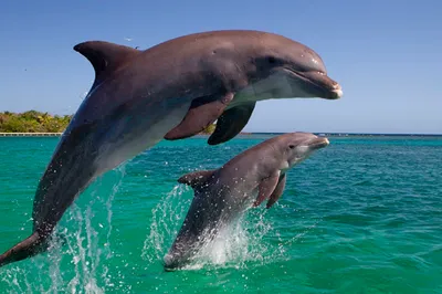 Бесплатное изображение: Дельфин, прыжок, вода, природа, рыбы, океан,  дерево, животное, Открытый