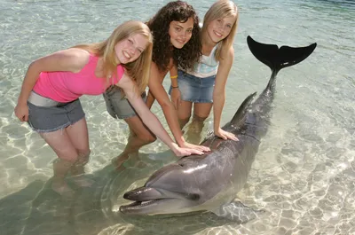 Купить картину Три дельфина под водой , Сток в Украине | Фото и репродукция  картины на холсте в интернет магазине Макросвит