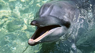 В столичном дельфинарии замерзают дельфины? - KP.RU