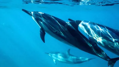 Фотообои Дельфины под водой купить в Москве, Арт. 4-148 в  интернет-магазине, цены в Мастерфресок