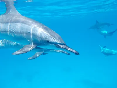 Фото Обои \"Дельфин в воде\" - Любой размер! Читаем описание!  (ID#1215886572), цена: 420 ₴, купить на Prom.ua