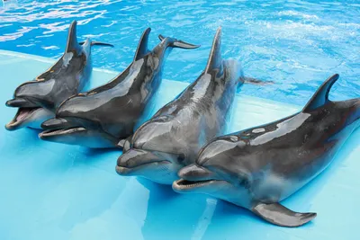 Плавание с дельфинами — Немо Турс Шарм