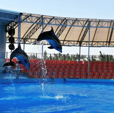 В Харькове родился еще один дельфин