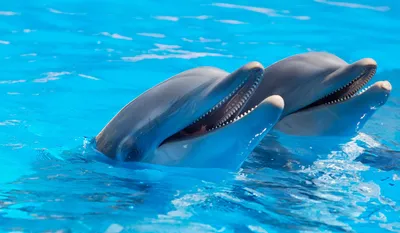 Шоу дельфинов в Дельфинарии «Немо» — Афиша Ташкента
