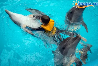 Плавание с дельфинами в Минске: купить подарочный сертификат Surprise.by