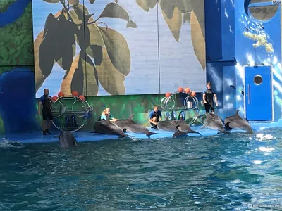 В одесском дельфинарии дельфин укусил мальчика - Одесская Жизнь