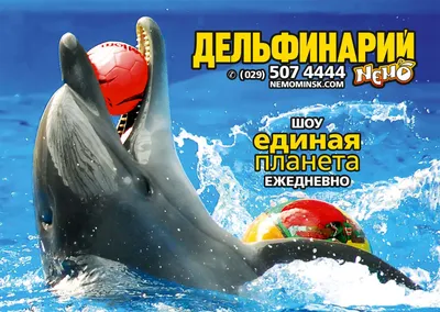 Дельфинарий НЕМО в Одессе: обзор, ЦЕНЫ 2024