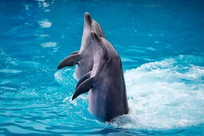 Дельфинарий «Немо» - СаратовТур