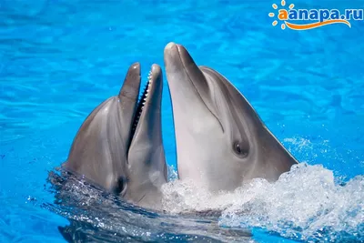 В Одессе дельфин в «Немо» укусил ребенка: мальчику наложили швы |  СВІДОК.info