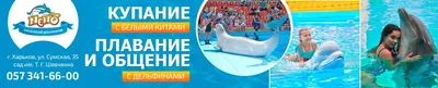 Минский дельфинарий «Немо» | Папа Онлайн