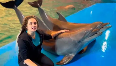 Дельфинарий «Немо» оказывает психологическую помощь ветеранам АТО  (общество) | Новости Одессы