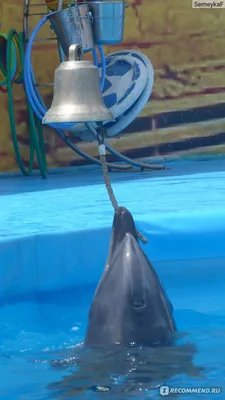 Николь плавает с дельфинами - YouTube