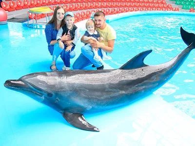 Песню «Червона калина» исполнили дельфины из одесского дельфинария «Немо» |  Новости Одессы