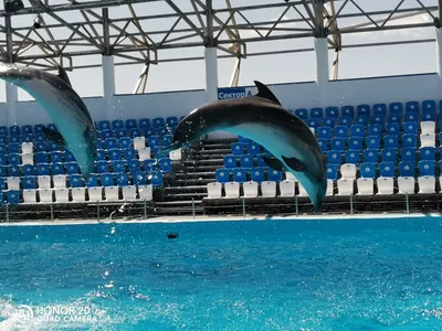 Дельфинарий НЕМО , Бердянск - «♡♡Теперь у нас есть картина, нарисованная  дельфином♡♡» | отзывы