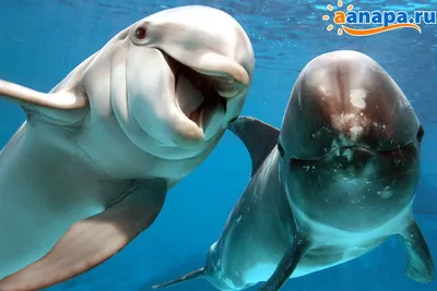 Фото с дельфинами на помосте