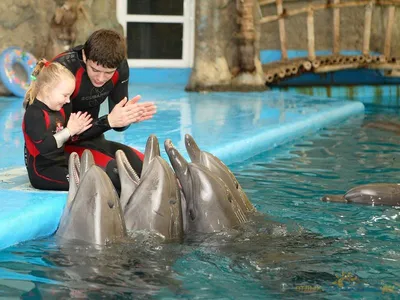 Чем удивят дельфинарии Крыма — обзор от сайта куданаморе.ру
