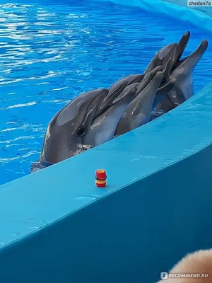 Дельфинарий НЕМО в Одессе: обзор, ЦЕНЫ 2024