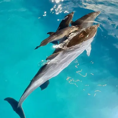 Ташкентский дельфинарий NEMO/Toshkent NEMO Delfinariyasi - В каждом дне  должно быть что-то теплое и удивительное! Добавьте в свой день яркие  впечатления вместе с дельфинами!❤️🐬 Только в дельфинарии NEMO у Вас есть  уникальная