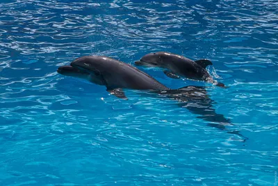 Дельфин укусил ребенка в дельфинарии Немо в Одессе - подробности и видео -  новости Одессы - Новости Одессы | Сегодня