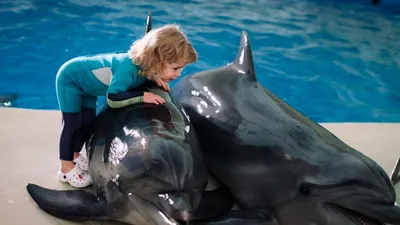 В одесском дельфинарии «Немо» родился дельфиненок (видео) | Новости Одессы