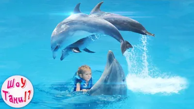 Ташкентский дельфинарий NEMO/Toshkent NEMO Delfinariyasi - Купание с  дельфинами или фото в воде? А какой подарок Вы выберете для себя или своих  близких? ❤️ Только в дельфинарии NEMО Вы можете сделать себе
