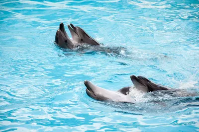Дельфинарий Акватория в Адлере: расписание и цены 2024